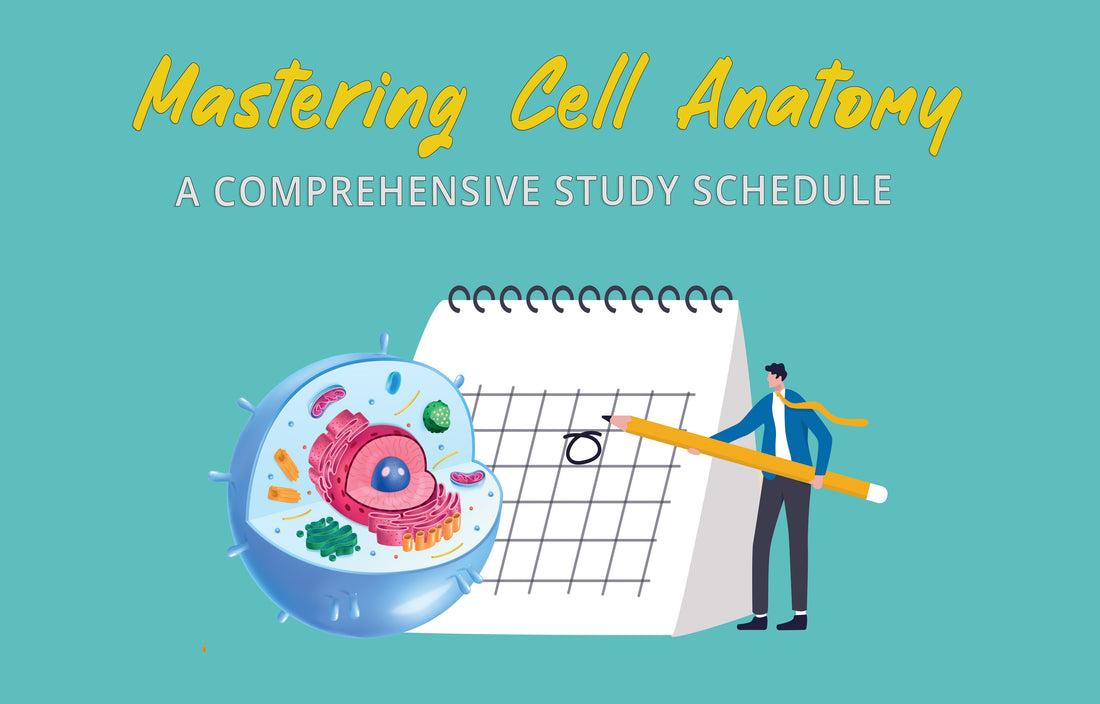 mastering cell anatomy, anatomy notes, anatomy and physiology notes, anatomy study guide, anatomy study schedule