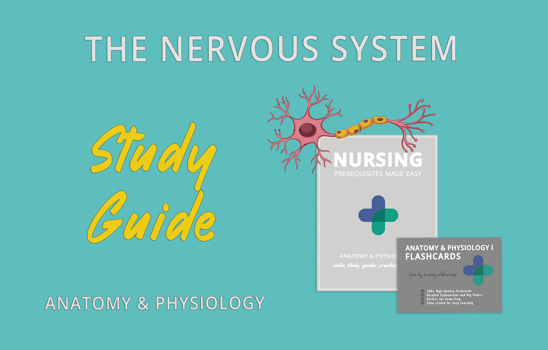 the nervous system study guide, anatomy and physiology, anatomy and physiology study guide, anatomy notes, anatomy and physiology practice questions, anatomy physiology, nervous system practice questions