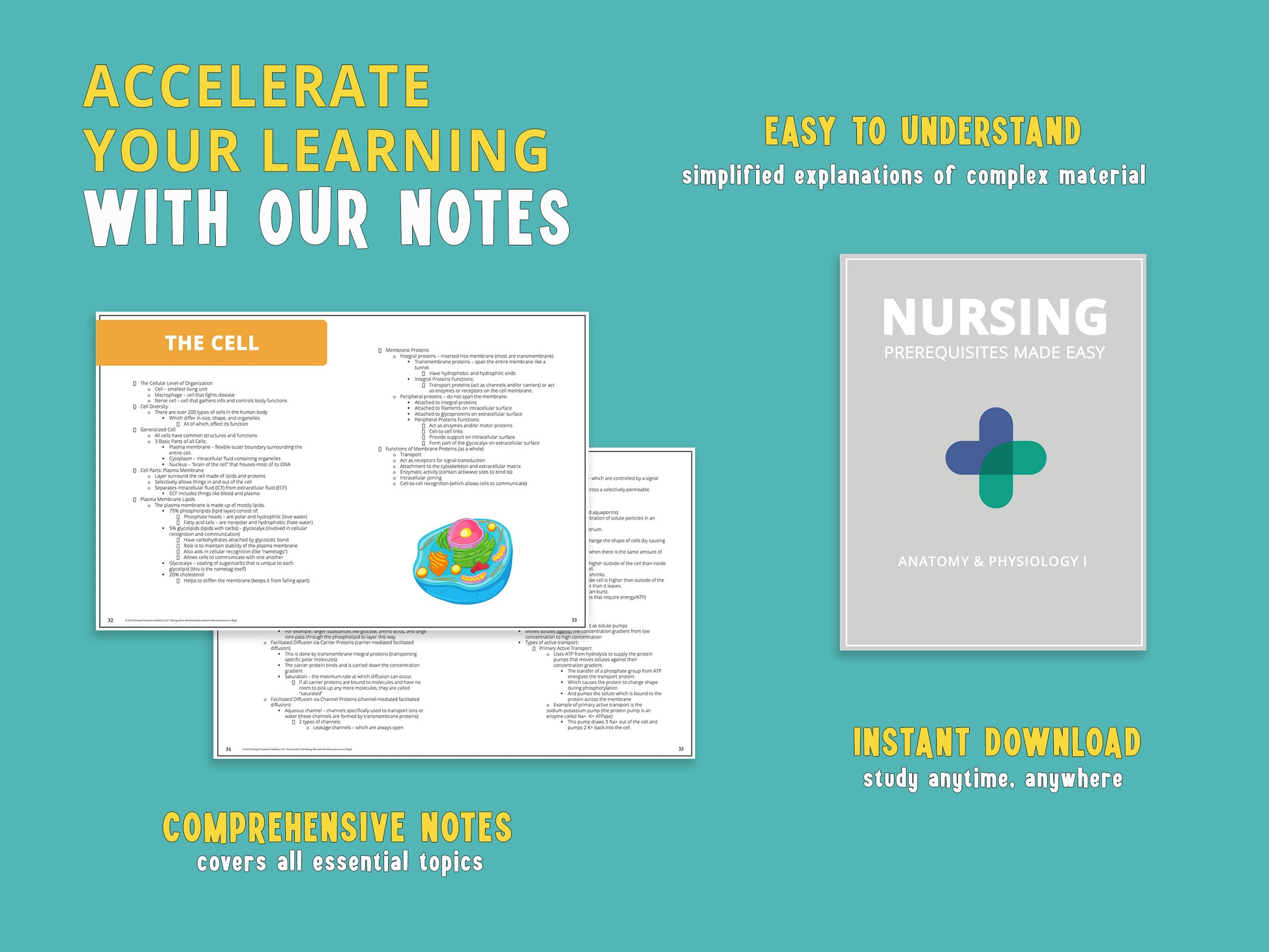 Example notes from a chapter in the Anatomy and Physiology Study Guide book displayed next to the actual book. A&P Study aids featuring detailed anatomy notes, diagrams, and anatomy and physiology practice questions for nursing school prerequisites.