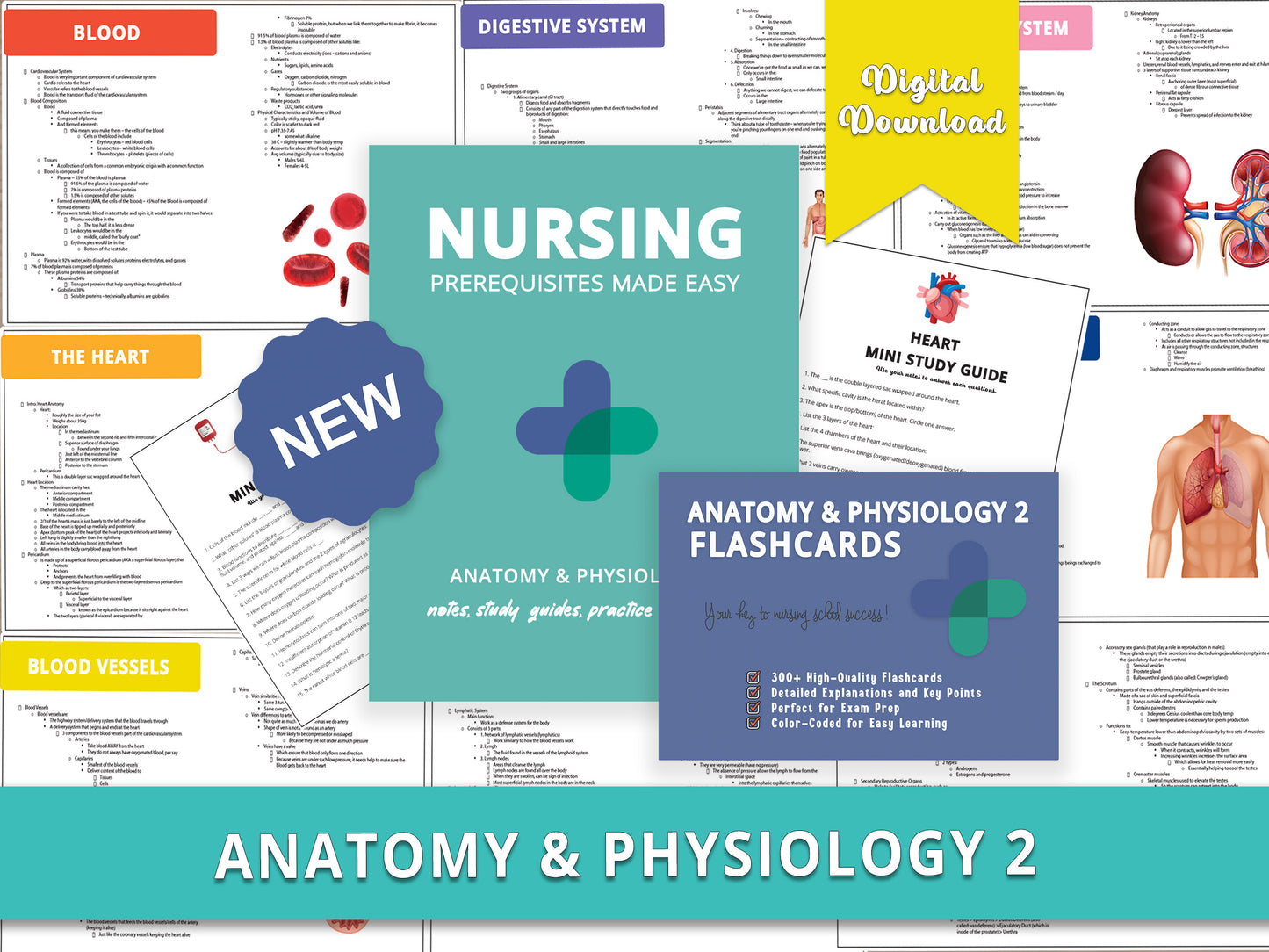 Anatomy and Physiology 2 Study Guide book and flashcards displayed over sample a&p notes from each chapter. Comprehensive study aids including detailed anatomy notes, diagrams, and practice questions for nursing school prerequisites.