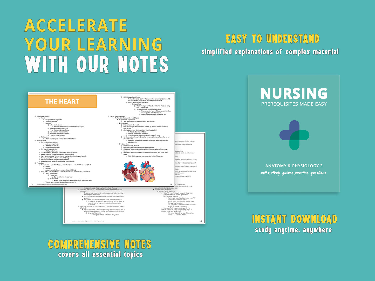 Example notes from a chapter in the Anatomy and Physiology Study 2 Guide book displayed next to the actual book. A&P Study aids featuring detailed anatomy notes and anatomy and physiology practice questions for nursing school prerequisites.