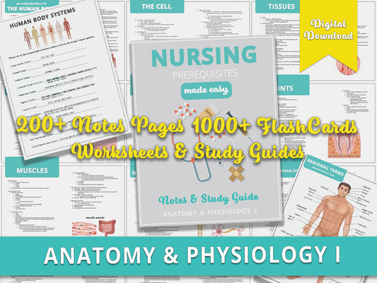 Anatomy and Physiology Study Guide Bundle | Anatomy and Physiology Notes | Anatomy and Physiology Flashcards | Digital Download
