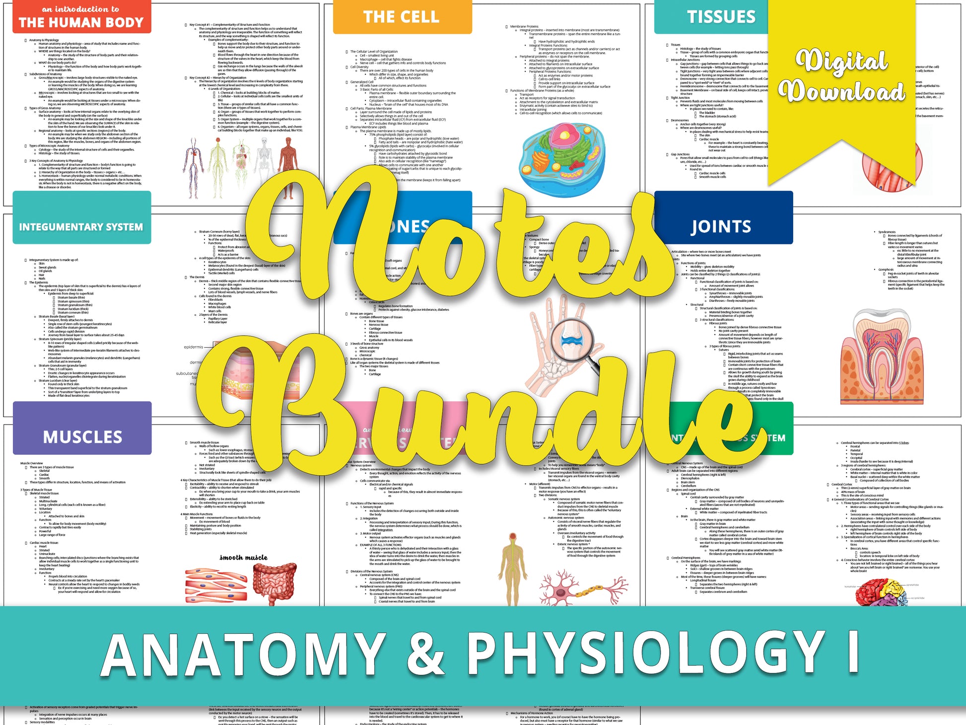 Example of Anatomy and Physiology notes found within the book, with 'notes bundle' written over it. Comprehensive study aids for nursing school prerequisites, featuring detailed notes, diagrams, and practice questions.